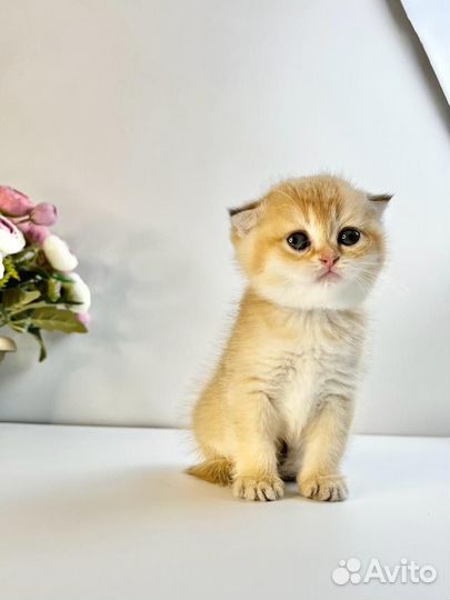 Шотландская вислоухая золотая шиншилла