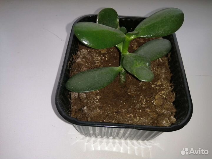 Крассула толстянка