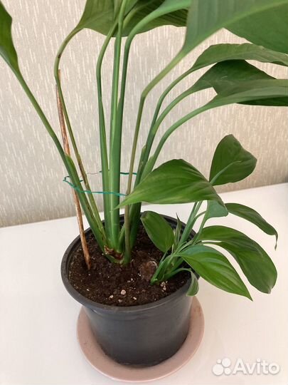 Спатифиллум