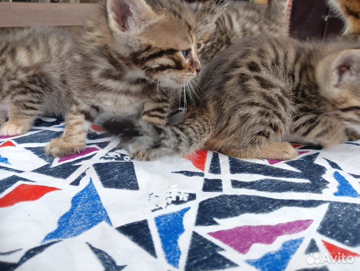 Бенгальские котята