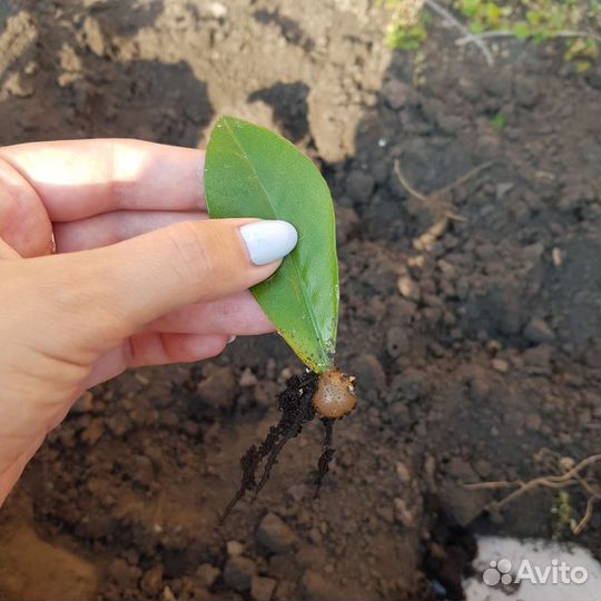 Замиокулькас долларовое дерево отростки