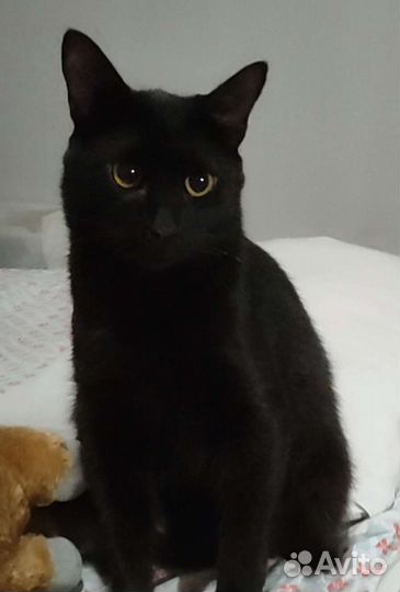 Невероятно красивый кот в добрые руки