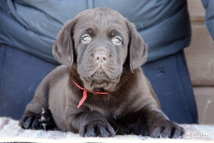 Щенки лабрадора Шоколад