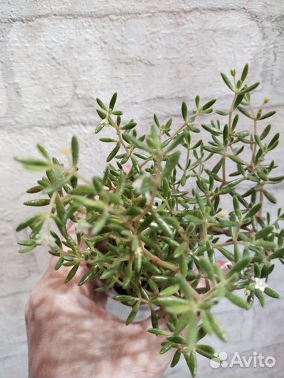 Суккуленты, кактусы, хавортии