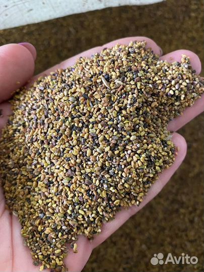 Люцерна семена