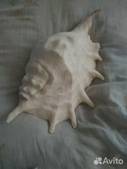 Морская ракушка