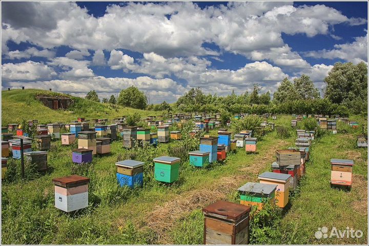 Продам ульи для пчел