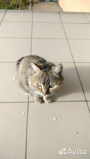 Кошка Добрая и Благодарная Во Всем