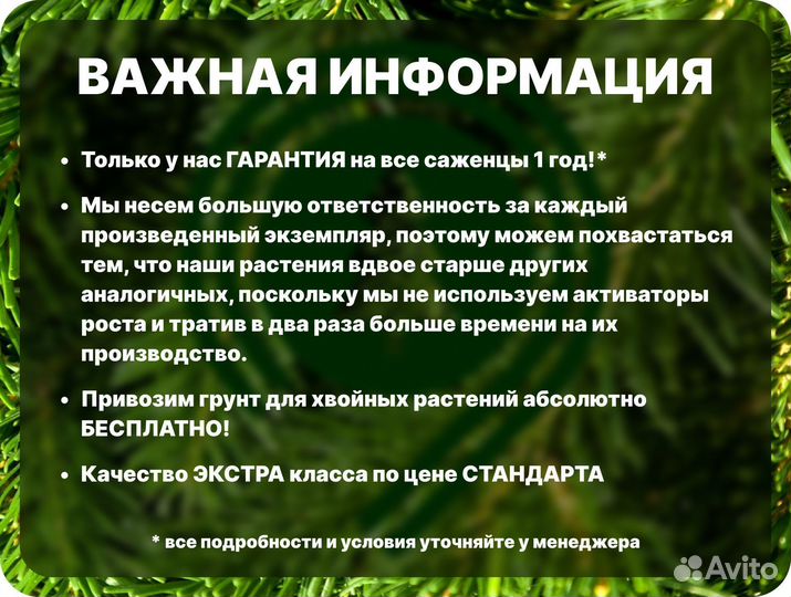 Туя смарагд 190 см
