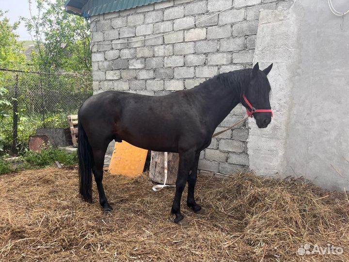 Продам лошадь
