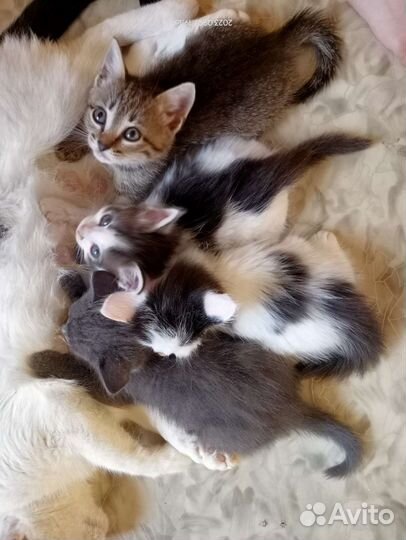 Кошка в дар