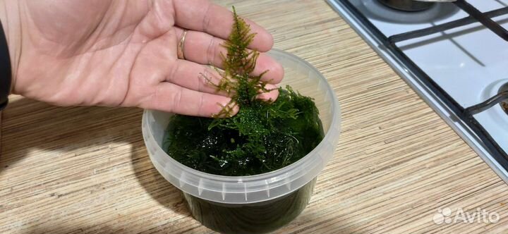 Набор аквариумных растений безвозмездно