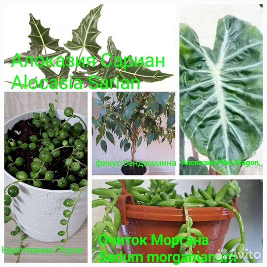 Редкие,необычные растения И съедобная микрозелень