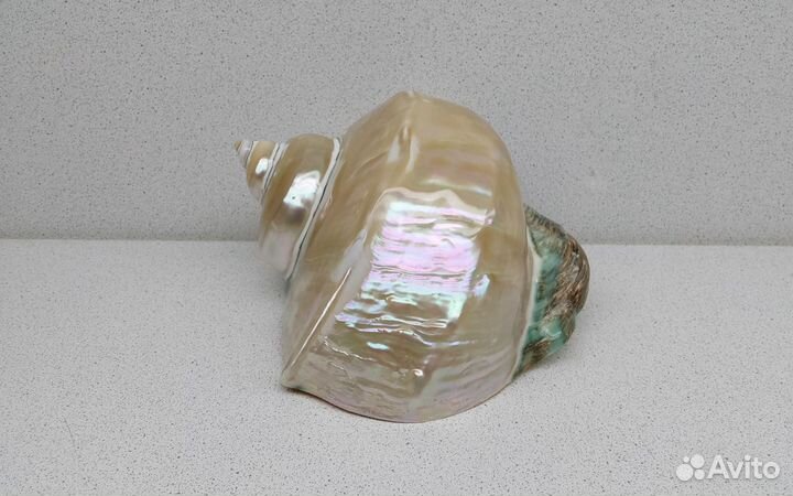 Марморатус 15,3*13,9 морская ракушка раковина