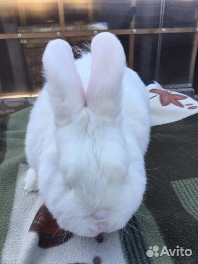 Кролик нзб, нзк, бсс