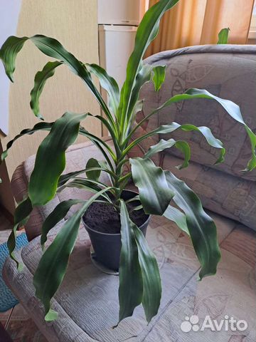 Цветы для дома и офиса