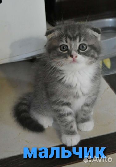 Шотландские котята