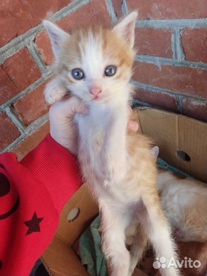Котята рыжие Мальчики больше 1 месяца