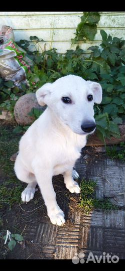 Ника в добрые руки