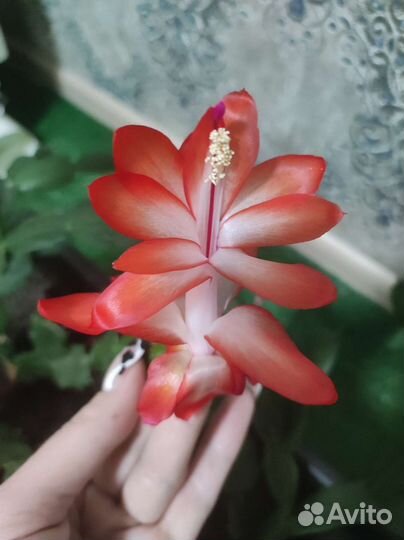 Декабрист шлюмбергера сортовые