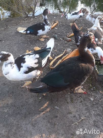 Мускусные утки тяжелые линии