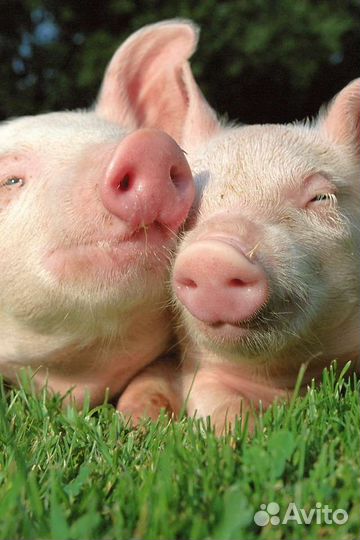 Поросята