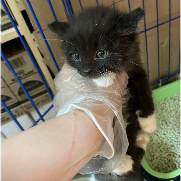 Котёнок в добрые руки