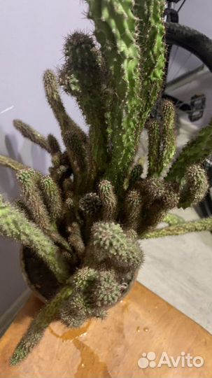 Скалистый кактус цериус 49 сантиметров высота