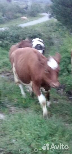 Корова телка