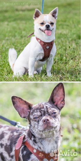 Вязка. Чихуахуа