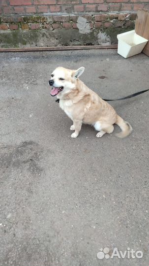 Отдам собаку