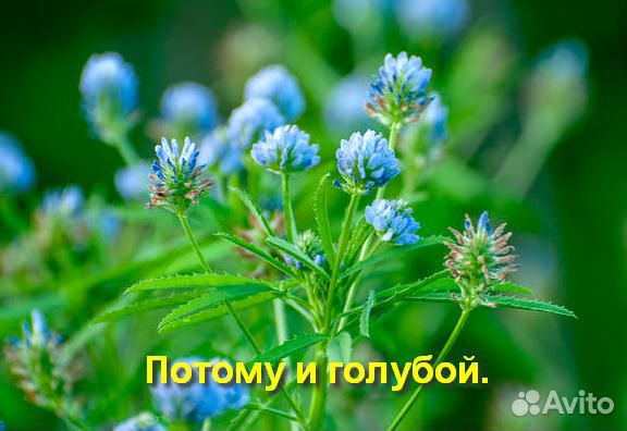 Пажитник голубой (уцхо-сунели) 300+ семян