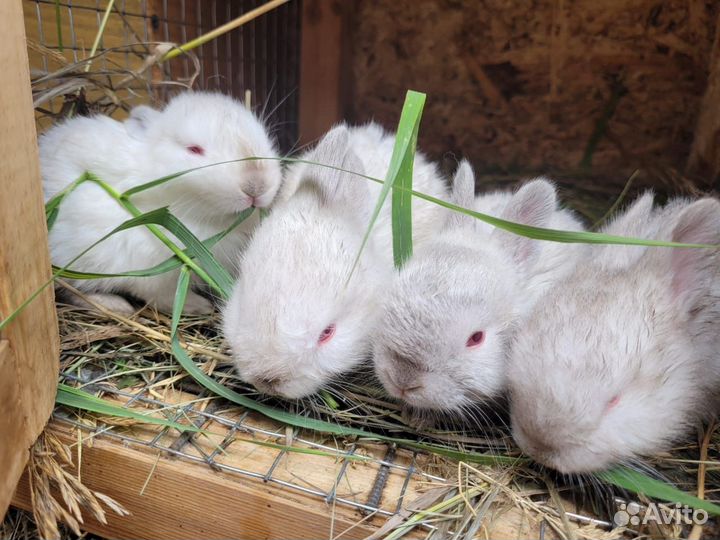 Калифорнийские кролики