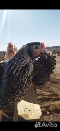 Птице Ферма, в городе Сызрань