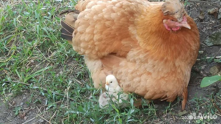 Цыплята домашние