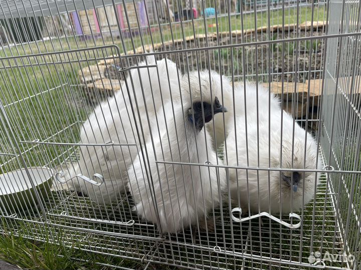 Китайские шелковые куры