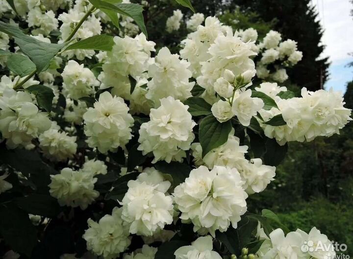 Саженцы чубушника 