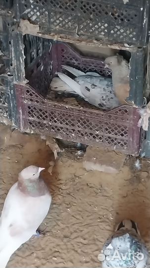 Продам голоби мраморные жёлтая