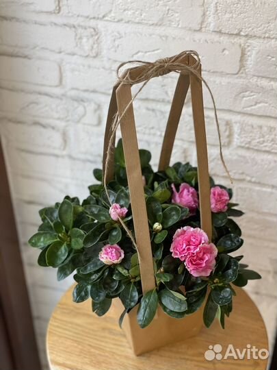 Розовая азалия в сумочке - горшечное растение