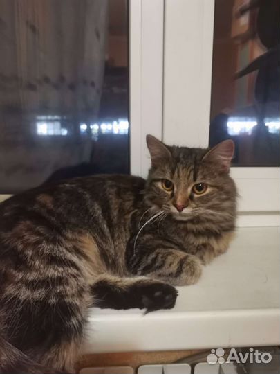 Кошка