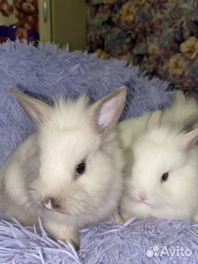 Крольчата