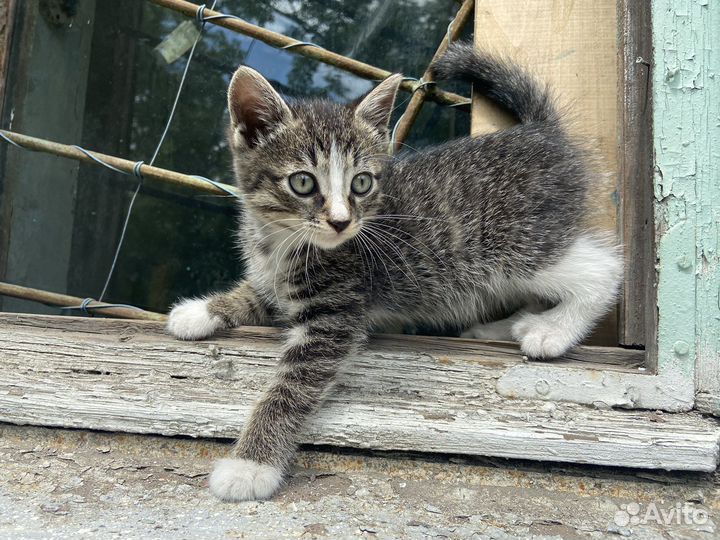 Отдам котенка в добрые руки