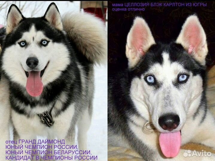 Хаски для вязки