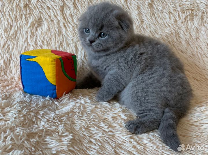 Вислоухие малыши, медвежий тип