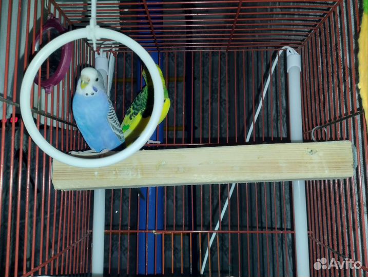 Пара попугайчиков