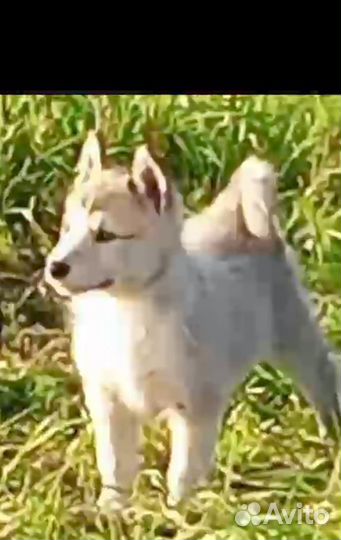 Западно-сибирская лайка