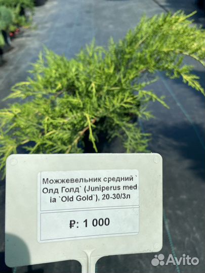 Можжевельник средний Олд Голд