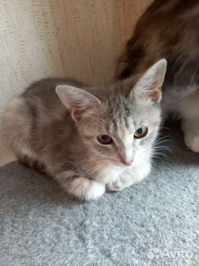 Скромная девочка ищет дом