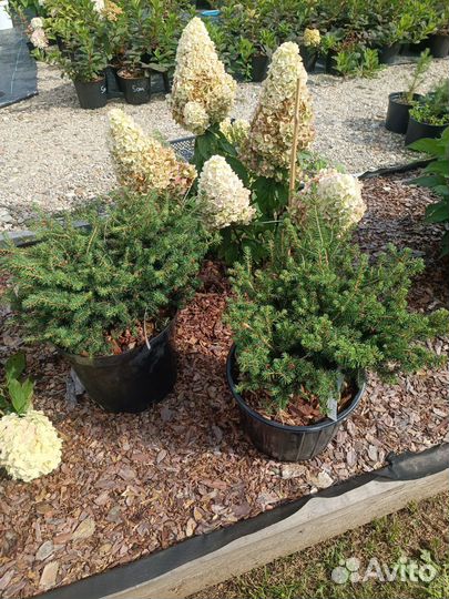 Ель Нидиформис