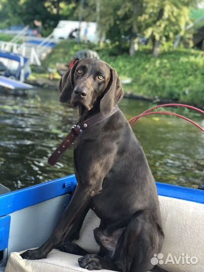 Курцхаар вязка